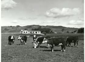 Dairy cattle on farm