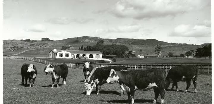 Dairy cattle on farm