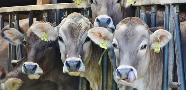 4 Cows Behind Black Metal Rails