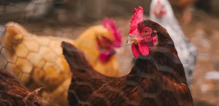 Colorful hens inside a fenced chicken coop on a farm