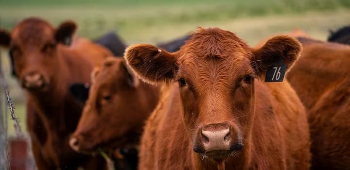 Free photo image cow nature agriculture