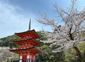 Kiyomizudera Koyasunoto Pagoda and Cherry Blossom - Kyoto - April 2024