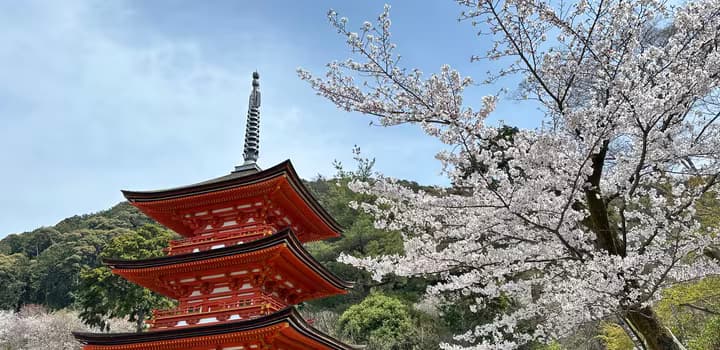 Kiyomizudera Koyasunoto Pagoda and Cherry Blossom - Kyoto - April 2024