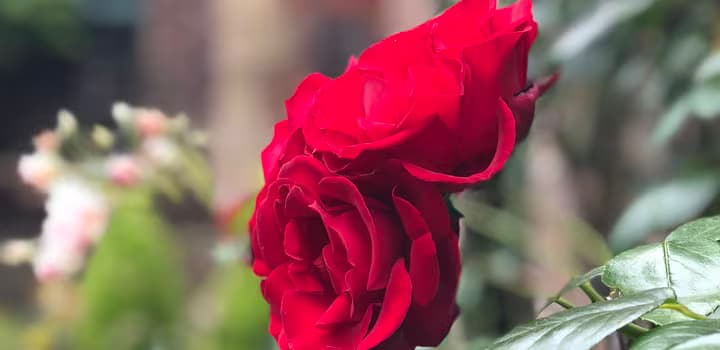 Roses in Queens' College 2018