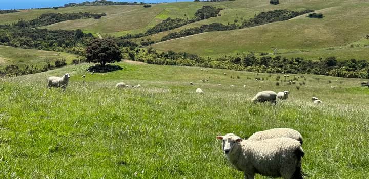 Sheep in Auckland 2022