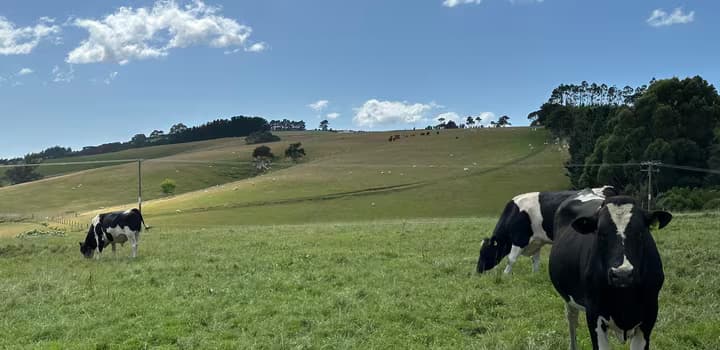 Wairarapa Farm Cow