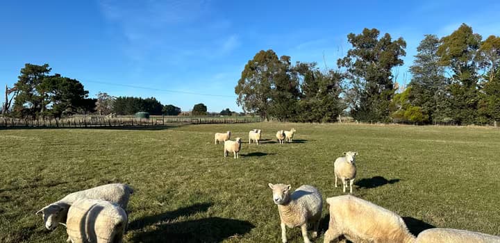 Wairarapa Sheep Farm - May 2024