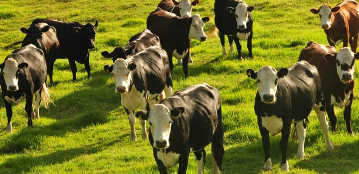 Herd of cow on green grass field during daytime