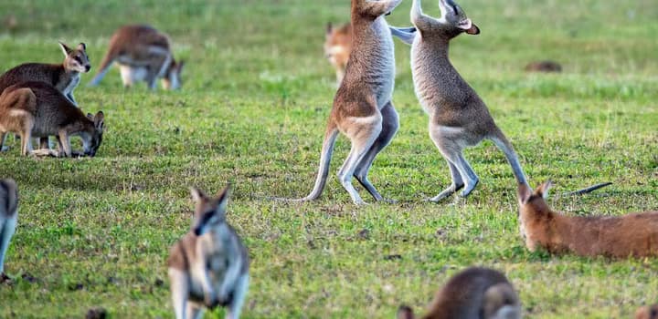 Kangaroos on grass field