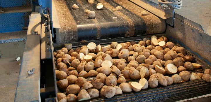 Processing of Potatoes in a Factory