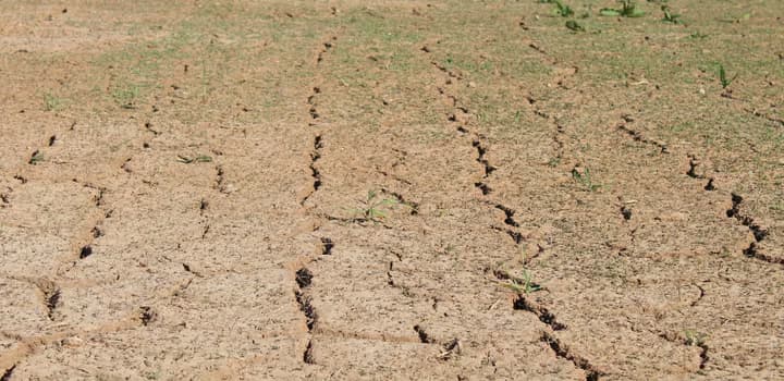 Close-up of dry, cracked ground in a sunlit field, symbolizing drought.